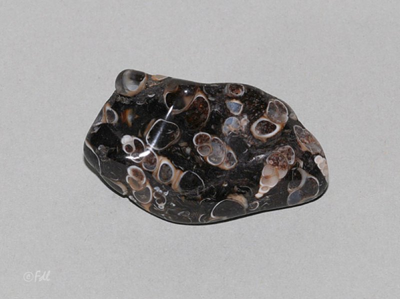 Agate turitelle